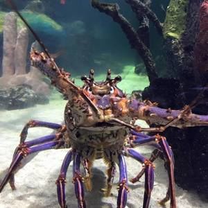 Meet your Posher, Elaine